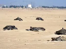 Paradip Yellow Pages