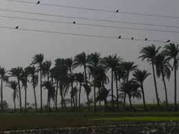 Ranaghat Yellow Pages