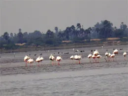 Vedaranyam Yellow Pages