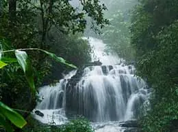 Wayanad Yellow Pages