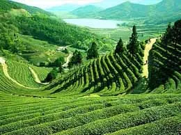 Darjeeling Yellow Pages